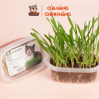 Bộ trồng ngâm hạt giống, gieo trồng, chăm sóc và thu hoạch cỏ mèo