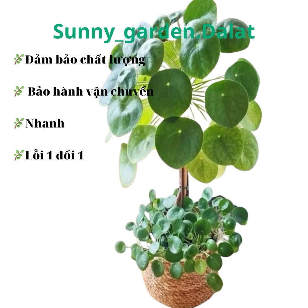 Chậu Cỏ gương - Pilea Peperomiodies