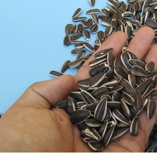   GIÁ TỐT  500G HẠT HƯỚNG DƯƠNG LOẠI SỌC CHO TẤT CẢ DÒNG VẸT VÀ THÚ CƯNG 