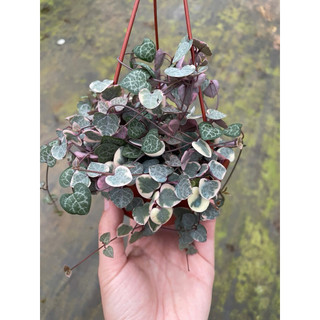 Chậu string of heart - Chuỗi dây tim