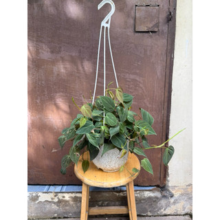 Cây trầu bà Micans, Philodendron Micans (có hỏa tốc)