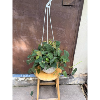 Cây trầu bà Micans, Philodendron Micans (có hỏa tốc)
