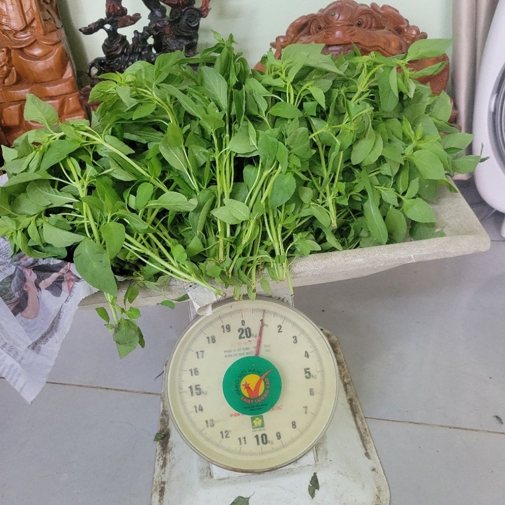 Lá É Tươi (gửi  Miền Bắc và Miền Trung)