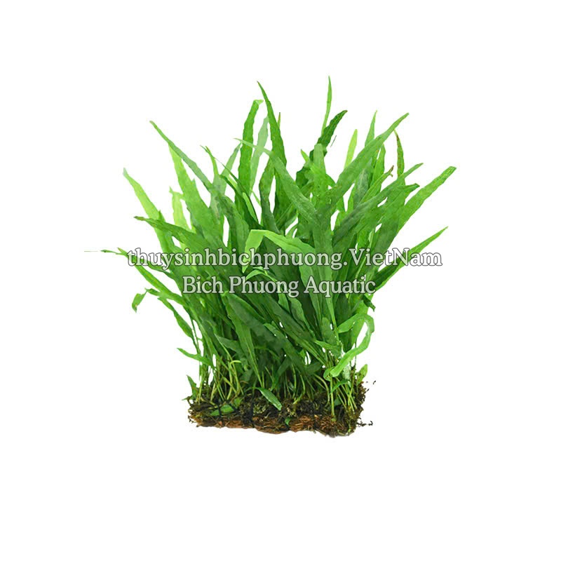 DƯƠNG XỈ JAVA | JAVA MINI - CÂY DÁN ĐÁ, BUỘC LŨA DỄ TRỒNG KHÔNG CO2 THỦY SINH
