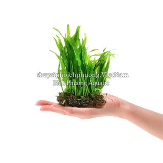 DƯƠNG XỈ JAVA | JAVA MINI - CÂY DÁN ĐÁ, BUỘC LŨA DỄ TRỒNG KHÔNG CO2 THỦY SINH