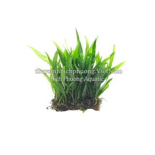 DƯƠNG XỈ JAVA | JAVA MINI - CÂY DÁN ĐÁ, BUỘC LŨA DỄ TRỒNG KHÔNG CO2 THỦY SINH
