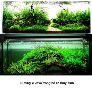 DƯƠNG XỈ JAVA | JAVA MINI - CÂY DÁN ĐÁ, BUỘC LŨA DỄ TRỒNG KHÔNG CO2 THỦY SINH