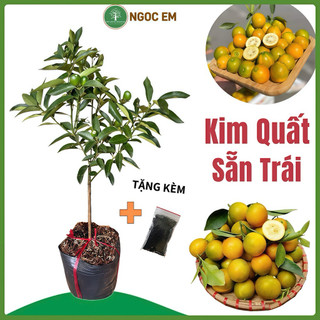  Cây Kim Quất Đài Loan 70Cm  đang sẵn Trái  vị ngọt thanh-thơm chuẩn F1 trồng chậu sân thựơng 