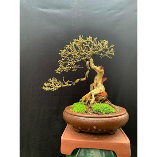 Chậu tàu cao cấp (tròn men giả cổ)