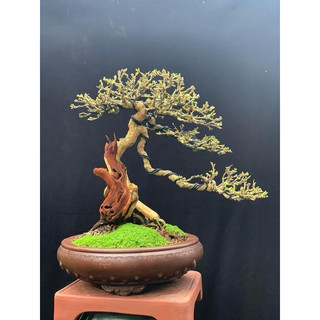 Chậu tàu cao cấp (tròn men giả cổ)