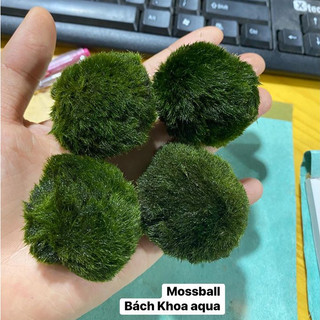 Rêu tảo Mosball thủy sinh