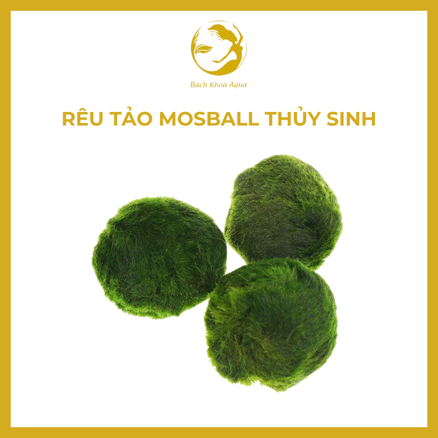 Rêu tảo Mosball thủy sinh