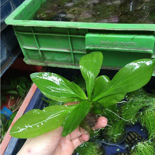 Cây thủy sinh Thanh Đản