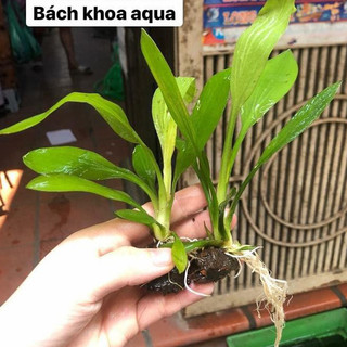 Cây thủy sinh Thanh Đản