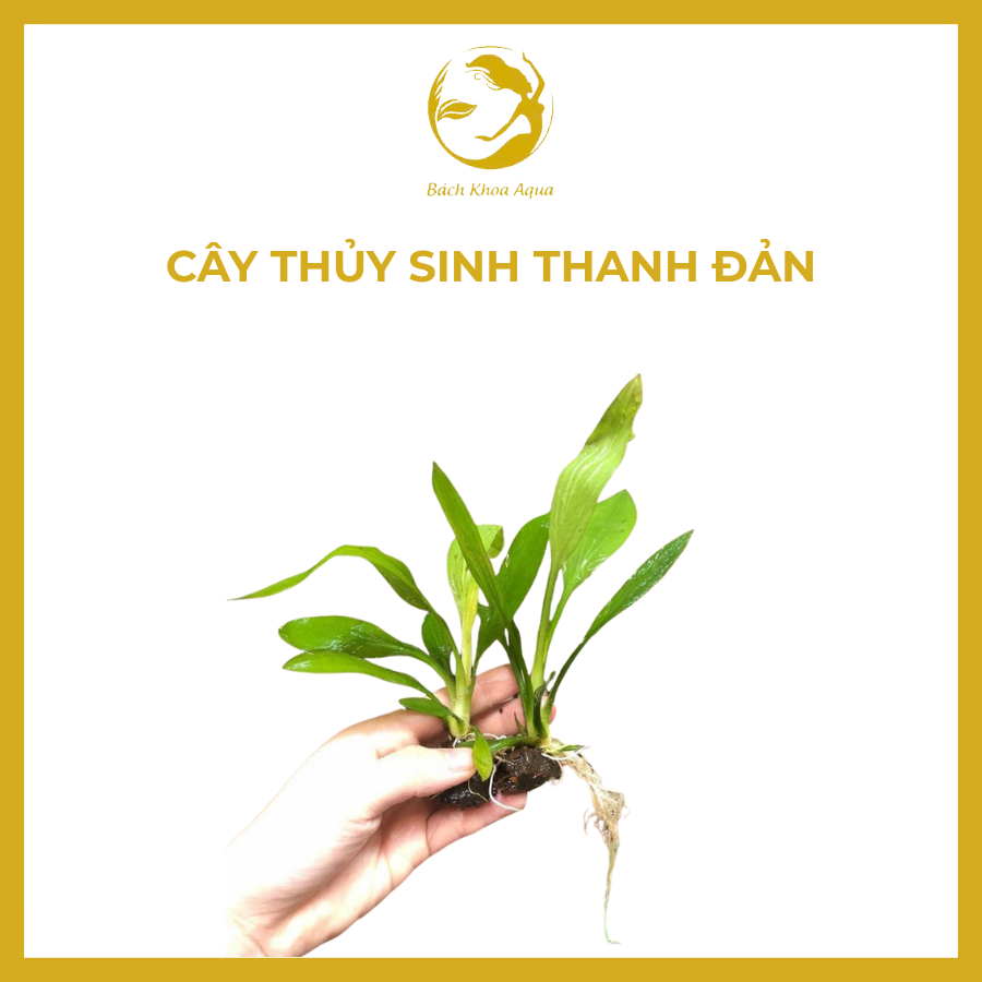 Cây thủy sinh Thanh Đản