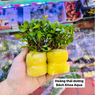 Cây thủy sinh - Hoàng Thái Dương