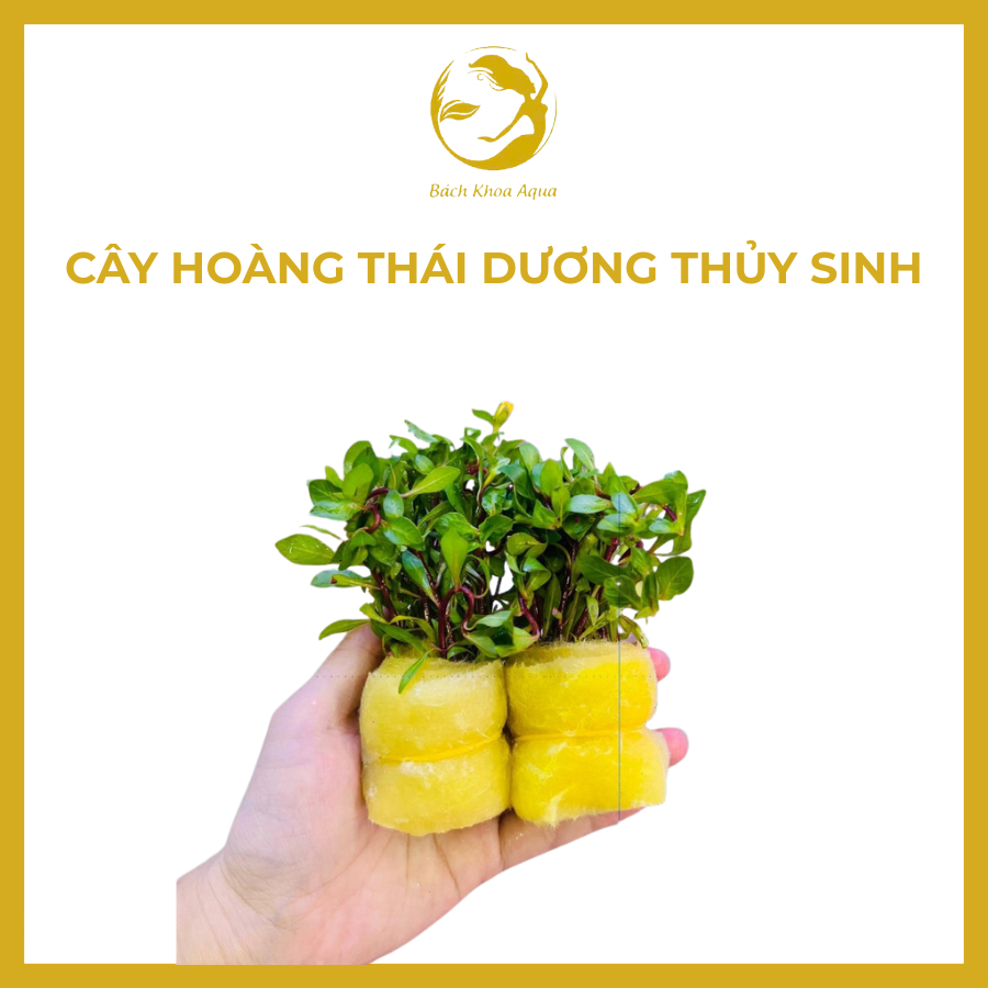 Cây thủy sinh - Hoàng Thái Dương