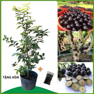  Nho thân gỗ tứ quý cao 1Mét 4.  3 tháng có trái dễ trồng trái quanh năm... 