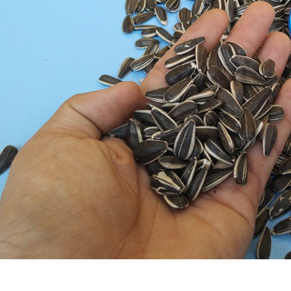  1KG HẠT HƯỚNG DƯƠNG LOẠI SỌC CHO TẤT CẢ DÒNG VẸT VÀ THÚ CƯNG 