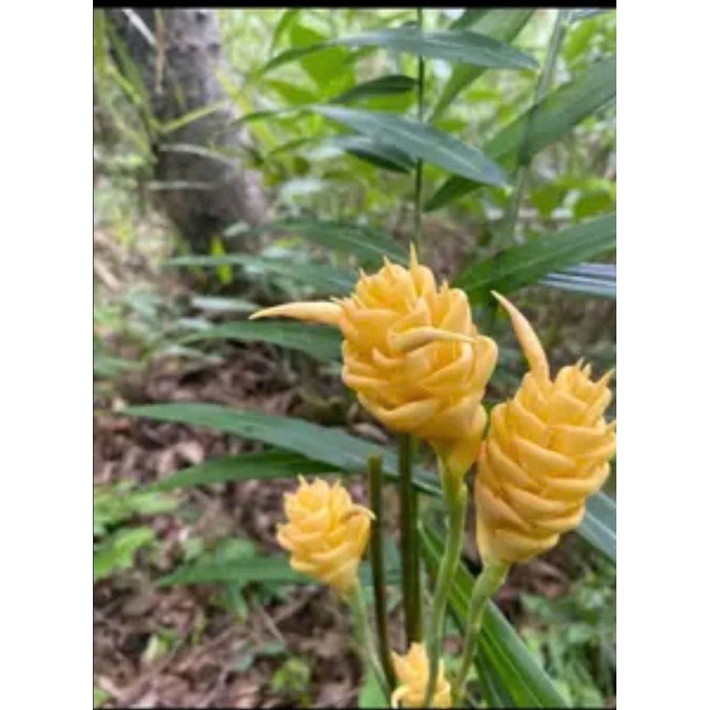 1 củ giống gừng rừng hoa vàng. củ già to đẹp