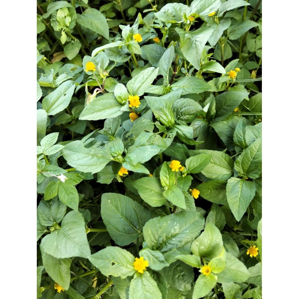 1kg cây cúc áo hoa vàng ( cây đau răng)