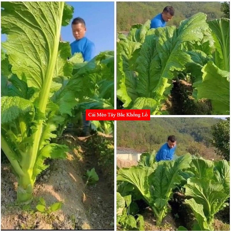 Cải Mèo Tây Bắc Khổng Lồ, lá xanh mướt, giòn ngọt, dễ trồng, thu hoạch nhanh ( Gói 10gr)