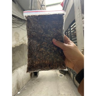 Dế Trứng Ngon Bổ Dưỡng 259k/kg(Ship Hoả Tốc HN)