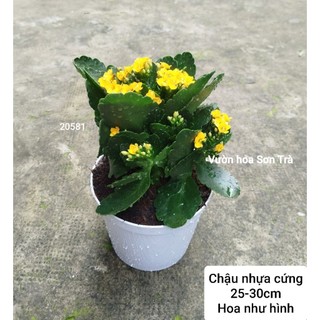(VHST giao trong ngày) CÂY SỐNG ĐỜI HOA VÀNG ĐƠN size trung.