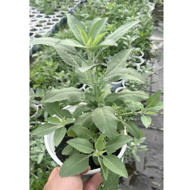 Xô thơm SAGE trắng, xanh (WHITE SAGE, BLUE SAGE) - Gia vị Âu