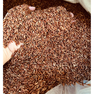 ( Sỉ - Hỏa Tốc )10 KG Gạo Lứt Huyết Rồng Cho Người Ăn Kiêng Tiểu Đường ( đóng bao 10kg )