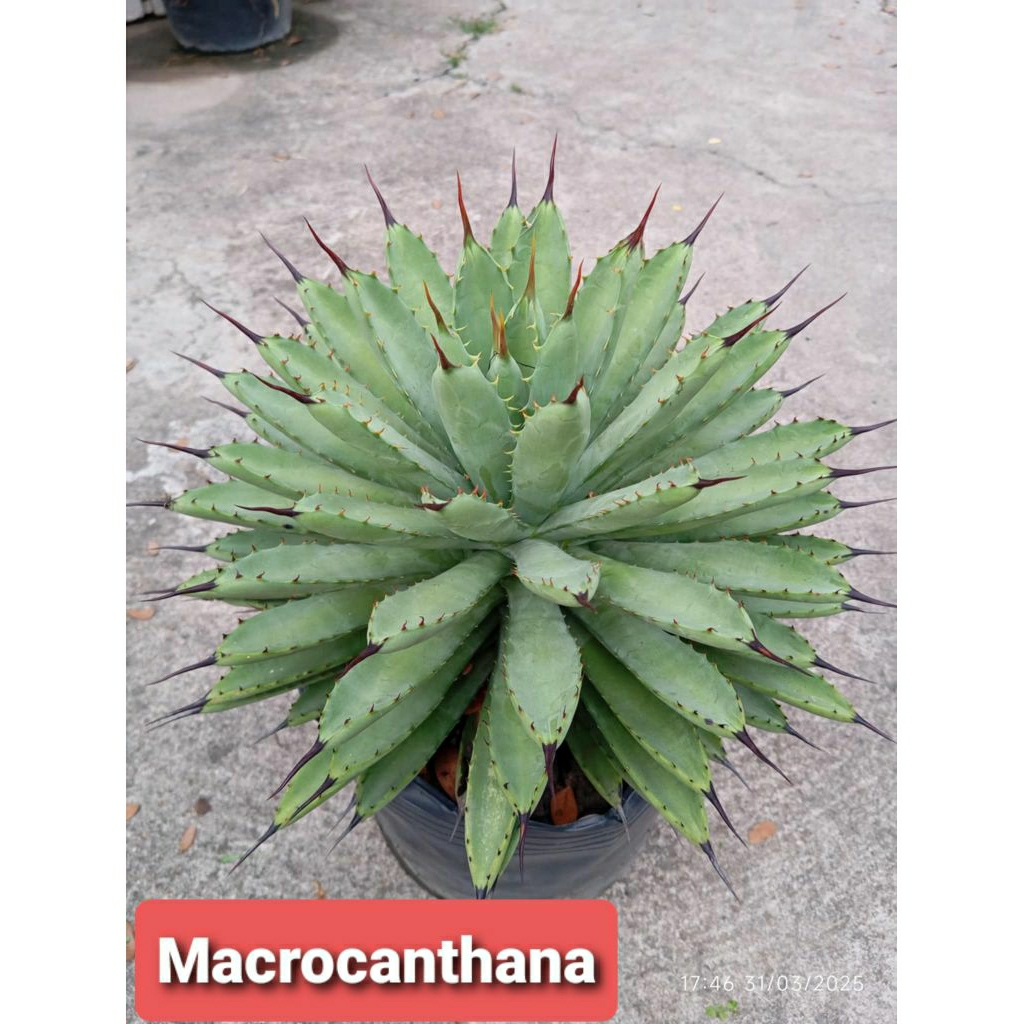 Cây agave Macrocanthana xương rồng ( size 15-20cm)