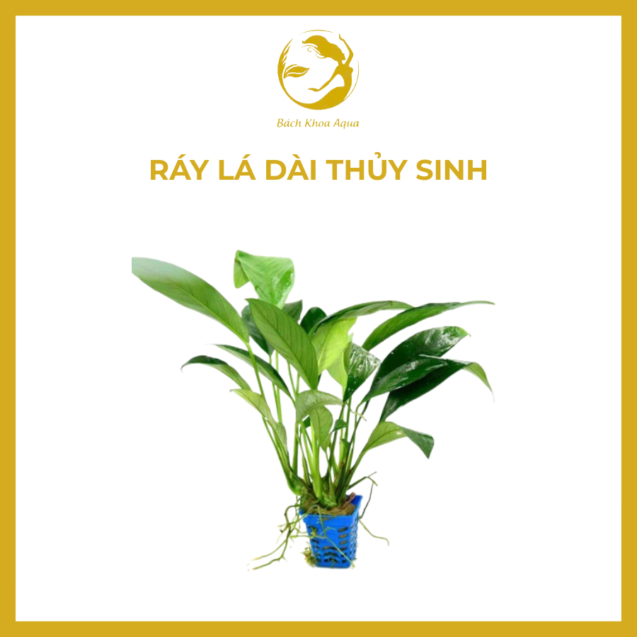 Cây thủy sinh - Ráy Dài
