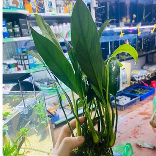 Cây thủy sinh - Ráy Dài