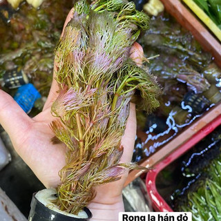 Cây thủy sinh - Rong La Hán đỏ