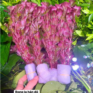 Cây thủy sinh - Rong La Hán đỏ