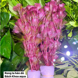 Cây thủy sinh - Rong La Hán đỏ
