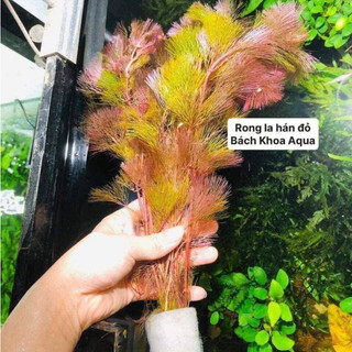 Cây thủy sinh - Rong La Hán đỏ