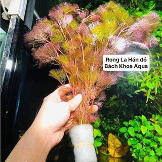 Cây thủy sinh - Rong La Hán đỏ