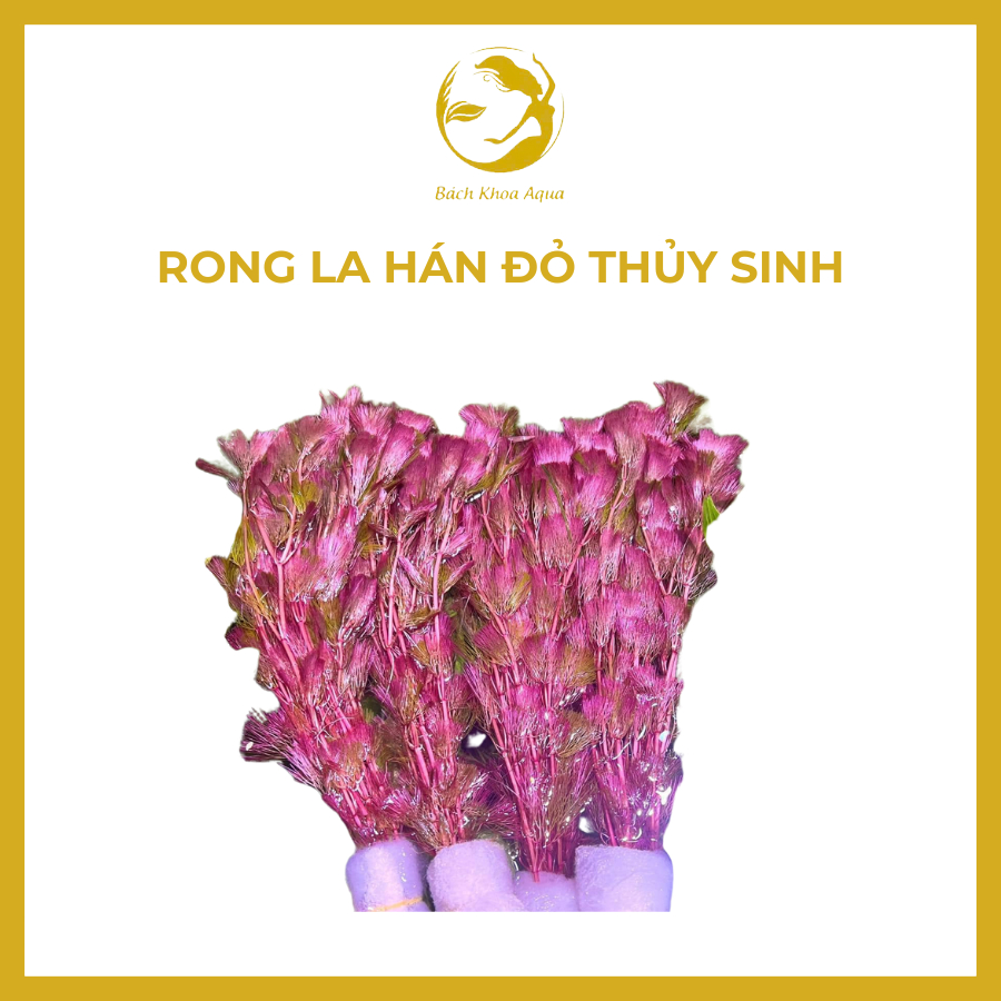 Cây thủy sinh - Rong La Hán đỏ