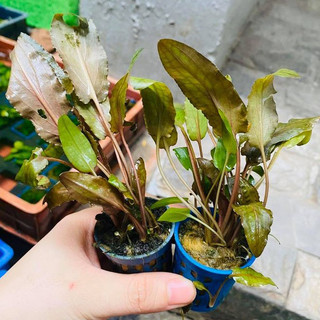 Cây thủy sinh - Tiêu Thảo Nâu