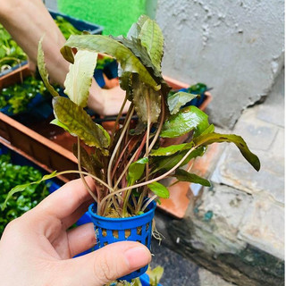 Cây thủy sinh - Tiêu Thảo Nâu