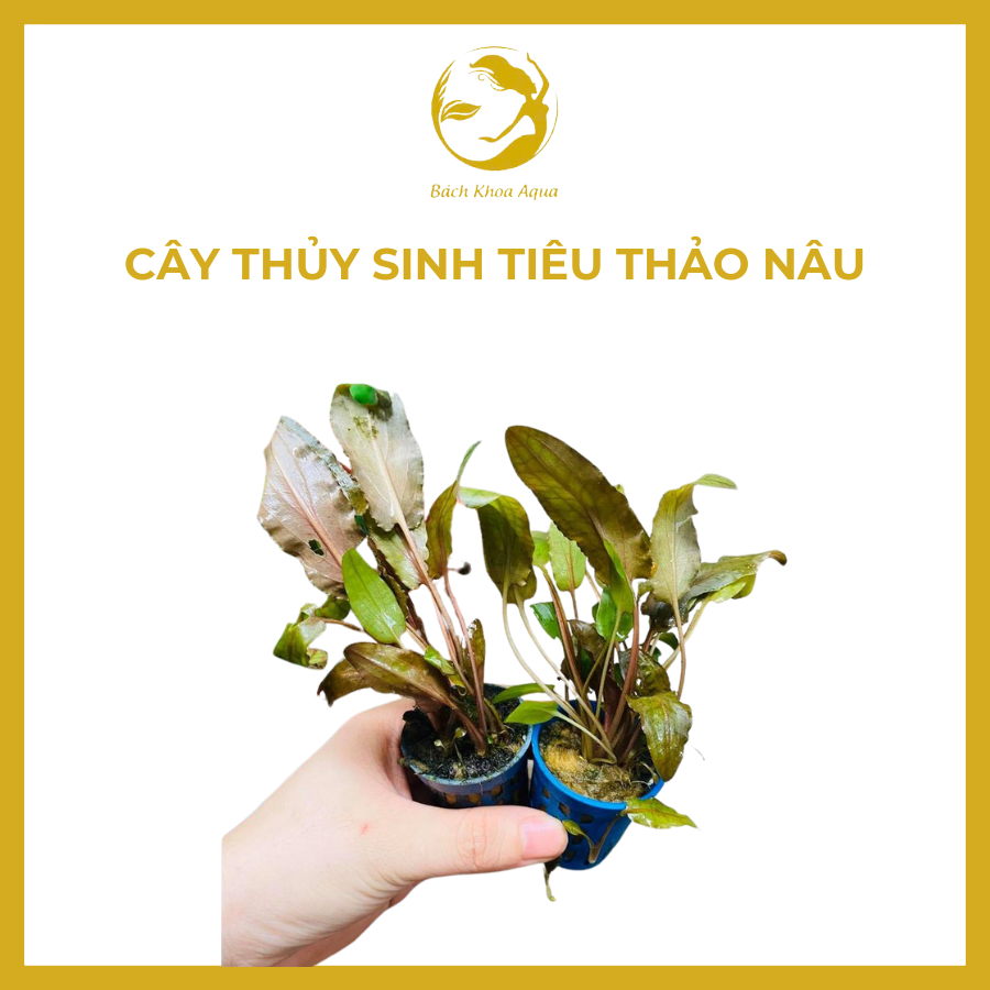 Cây thủy sinh - Tiêu Thảo Nâu