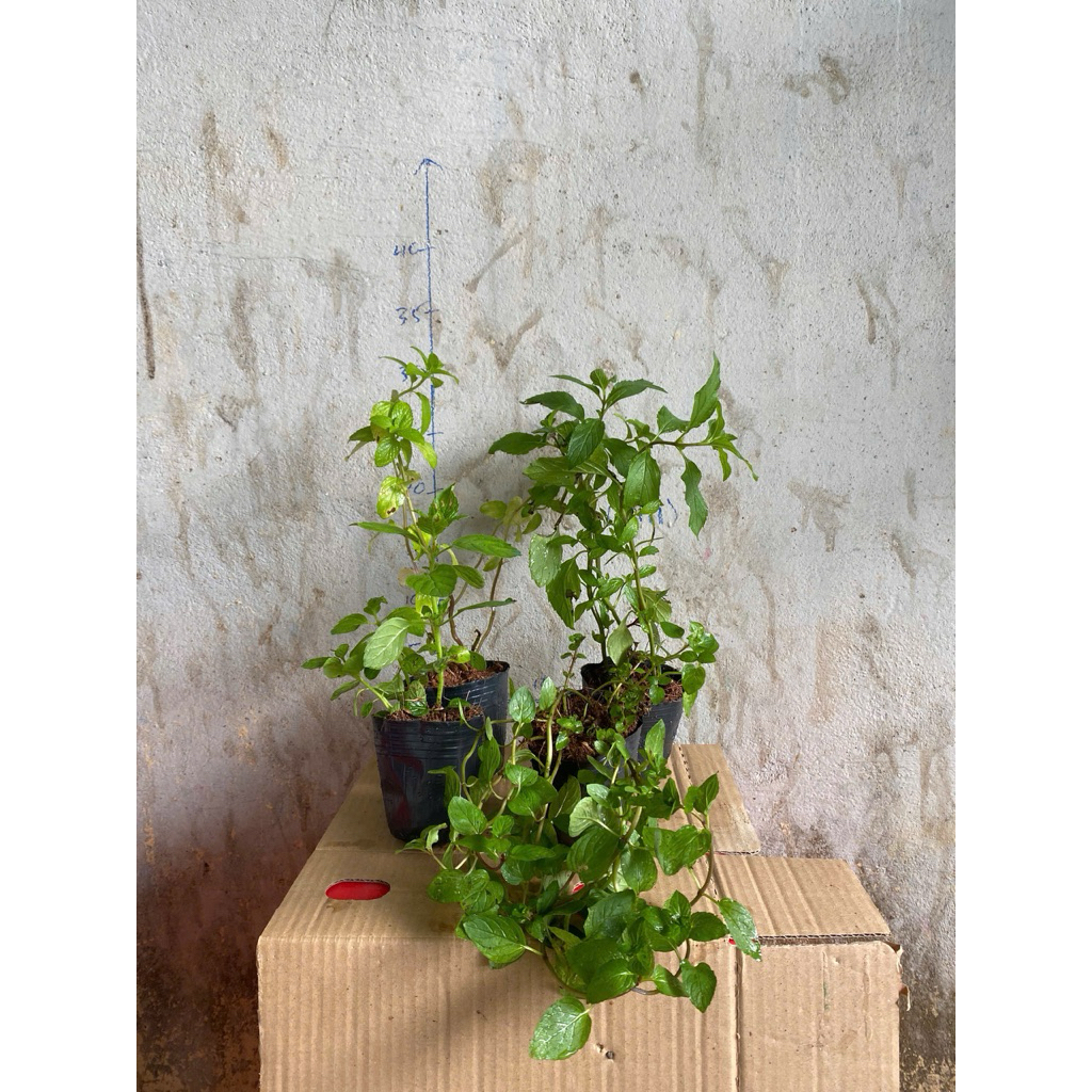 Combo 4 dòng bạc hà the mát: Bạc hà tiêu peppermint, Bạc hà Âu, Bạc hà Nhật, Bạc hà chocomint - Cây 