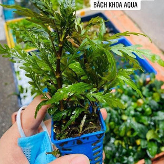 Liễu đỏ răng cưa - Cây thủy sinh
