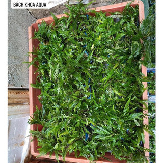 Liễu đỏ răng cưa - Cây thủy sinh