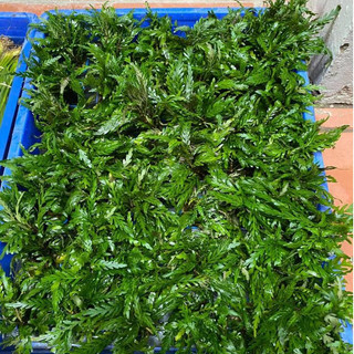 Liễu đỏ răng cưa - Cây thủy sinh