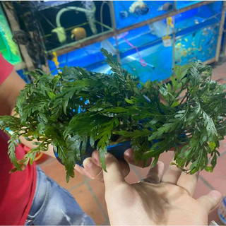 Liễu đỏ răng cưa - Cây thủy sinh