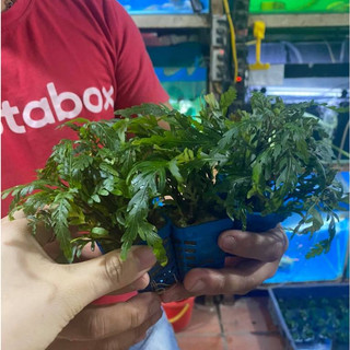 Liễu đỏ răng cưa - Cây thủy sinh