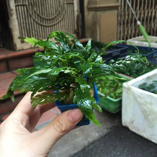 Liễu đỏ răng cưa - Cây thủy sinh