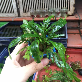 Liễu đỏ răng cưa - Cây thủy sinh